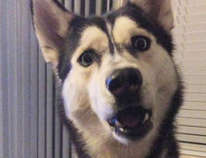 网页DDOS攻击平台